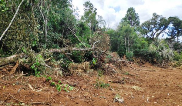 Polícia Ambiental registra destruição de vegetação nativa em Palmeira