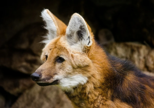 Escolhido para cédula de R$ 200, lobo-guará sofre ameaça de extinção