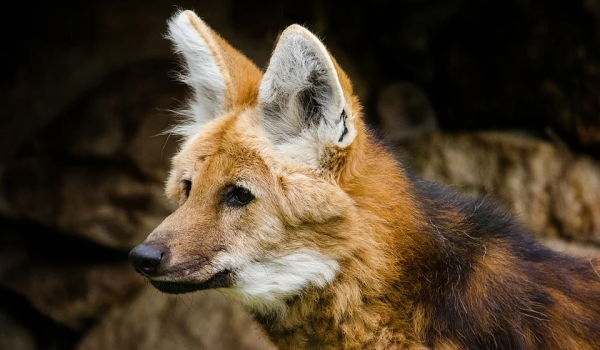 Escolhido para cédula de R$ 200, lobo-guará sofre ameaça de extinção