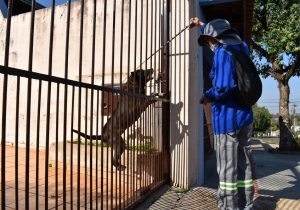 Copel alerta sobre cuidados com cães para evitar acidentes