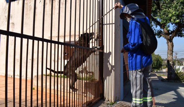 Copel alerta sobre cuidados com cães para evitar acidentes