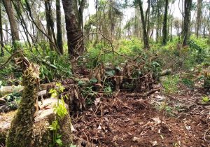 Polícia Ambiental aplica multa de R$47,5 mil em Palmeira