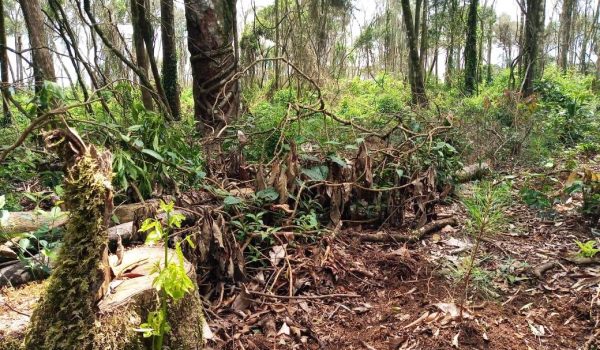 Polícia Ambiental aplica multa de R$47,5 mil em Palmeira