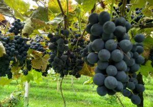 Sábado acontece Feira da Vinícola Wendler com venda de uvas e derivados da fruta
