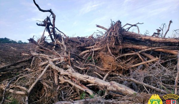 Multa de R$ 189 mil é aplicada por destruição de vegetação em Palmeira