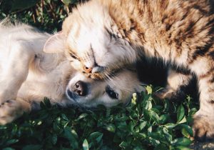 Clínicas veterinárias podem se cadastrar em edital para realizar castração de cães e gatos