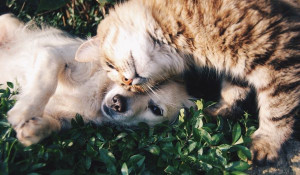 Clínicas veterinárias podem se cadastrar em edital para realizar castração de cães e gatos