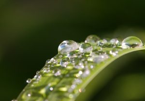 Agrônomo reflete sobre o impacto das precipitações do mês de outubro em Palmeira