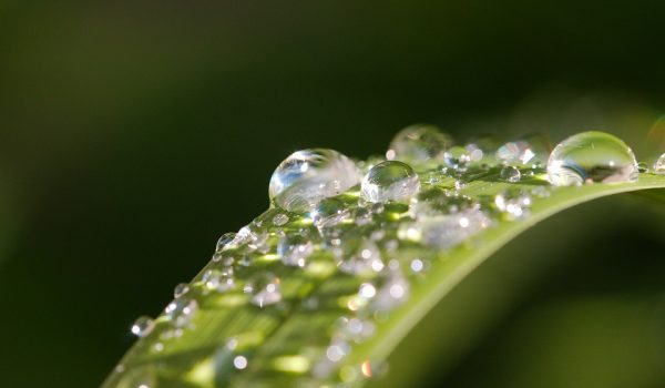 Agrônomo reflete sobre o impacto das precipitações do mês de outubro em Palmeira