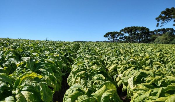 Tabaco gera receita superior a R$ 93 milhões em Palmeira na safra 2020/2021