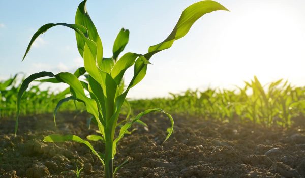 Deral eleva estimativa de produção do milho 1ª safra no Paraná para 4,2 milhões de toneladas