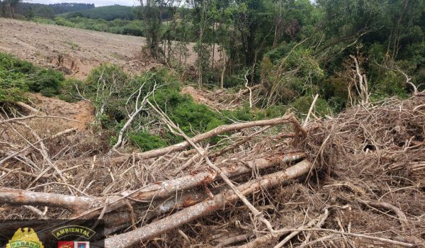 Polícia ambiental atende denúncia de destruição de 23,30 hectares de vegetação nativa em Pinheiral de Cima