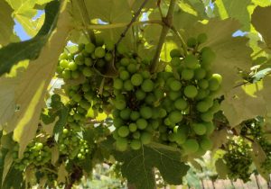 Viticultores estão confiantes em uma boa safra de uva em Palmeira