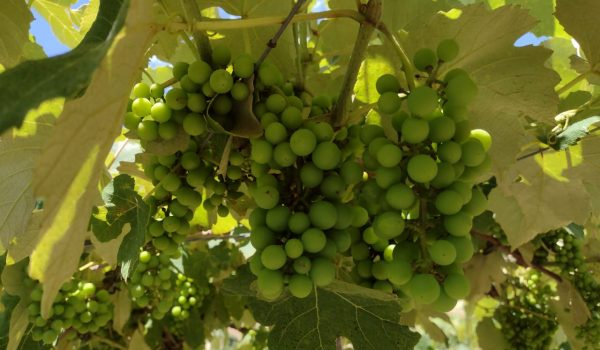 Viticultores estão confiantes em uma boa safra de uva em Palmeira