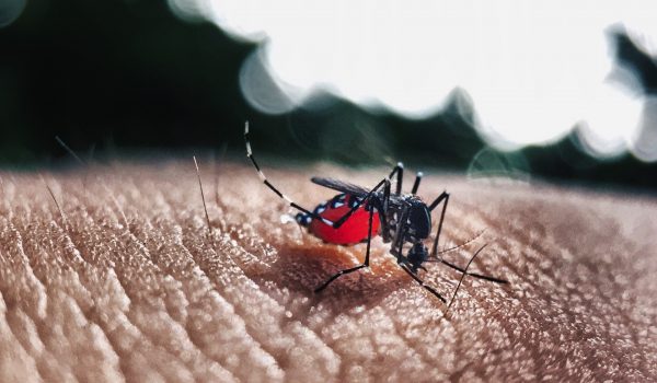 Coordenadora de Endemias orienta sobre sinais de dengue e febre amarela