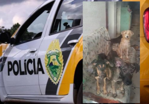 Polícia Militar atende denúncias de maus tratos a animais no bairro Sol Nascente
