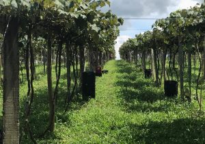 Viticultores estão finalizando a safra da uva em Palmeira