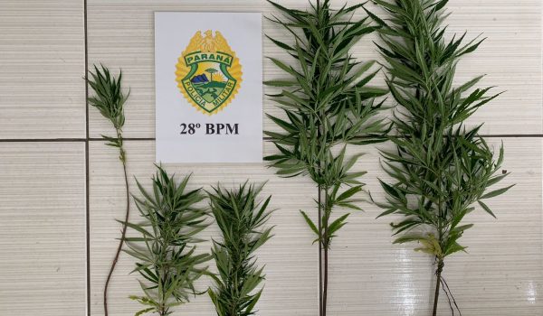 Polícia Militar apreende pés de maconha no bairro da Vila Rosa