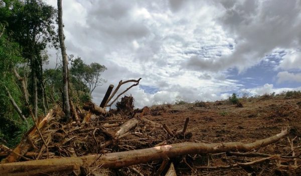 Polícia prende homem em Teixeira Soares por crime ambiental e aplica multa de R$ 45 mil