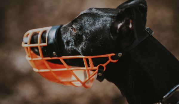 Código de postura do município determina quais as orientações para passeios com cachorros de grande porte