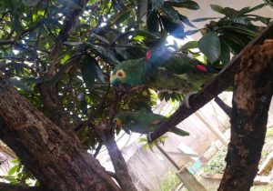 Polícia ambiental apreende em Palmeira papagaio ameaçado de extinção