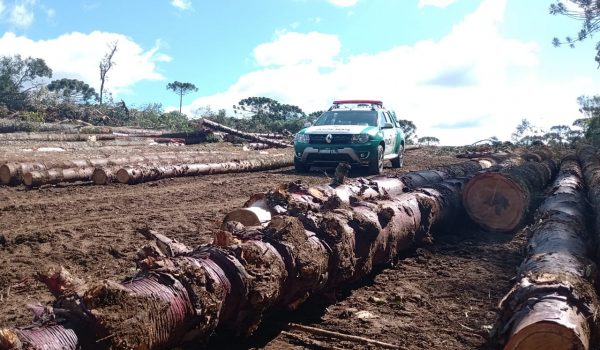Polícia Ambiental registra destruição de vegetação nativa em Palmeira