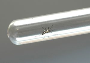 Sete casos suspeitos de dengue em Palmeira estão em investigação