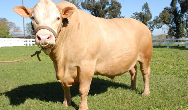Presidente do IDR-Paraná estará no Colégio Agrícola para firmar parceria no setor de bovinocultura de corte da raça Purunã