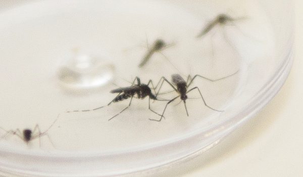 Paraná registra mais seis óbitos por dengue; Prefeitura pede apoio da população