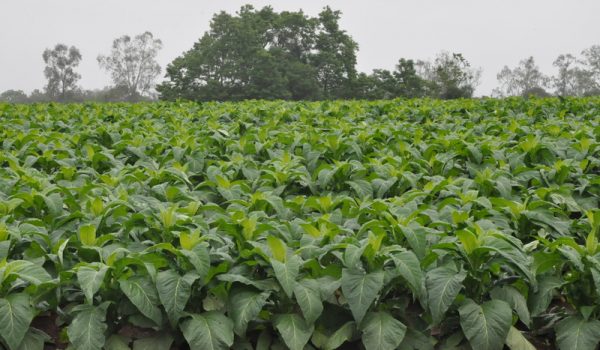 Afubra divulga dados da safra de Tabaco 2021/2022; São João do Triunfo e Palmeira são destaques na produção