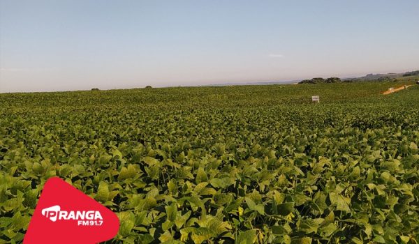 Finalizado Vazio Sanitário, agricultores já podem iniciar plantio da soja