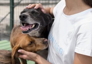 Dia Mundial dos Animais é celebrado hoje dia 4 de outubro, saiba como adotar um animal em Palmeira