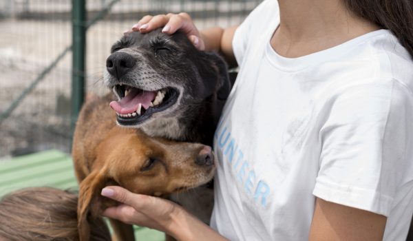 Dia Mundial dos Animais é celebrado hoje dia 4 de outubro, saiba como adotar um animal em Palmeira