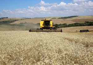 Estimativa de colheita de trigo em Palmeira é de 29,5 toneladas