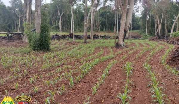 Polícia Ambiental aplica multa de R$ 20 mil por desmatamento em Teixeira Soares