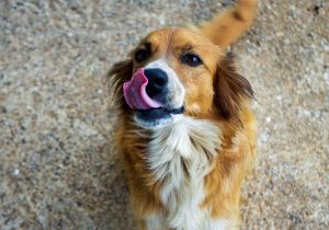 Programa de castração de cães e gatos em Palmeira completa 1 ano