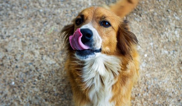 Programa de castração de cães e gatos em Palmeira completa 1 ano