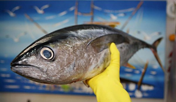 Secretaria de Saúde orienta sobre cuidados ao escolher o pescado neste período de maior consumo