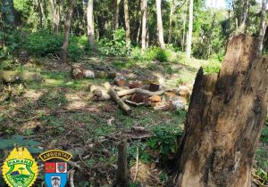 Polícia ambiental autua três proprietários por danos ambientais em Palmeira