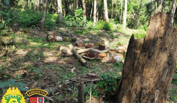 Polícia ambiental autua três proprietários por danos ambientais em Palmeira