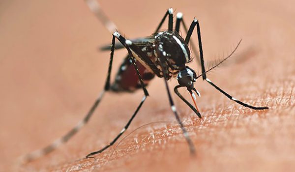 Período epidemiológico 2022/2023 da dengue termina com 135 mil casos e 108 mortes