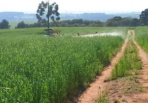 Colégio Agrícola de Palmeira comercializará farinha de centeio e broa a partir de outubro