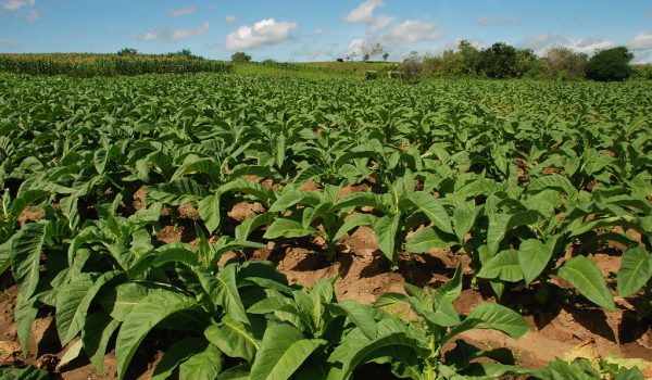 São João do Triunfo é o segundo maior produtor de Tabaco do Sul do país