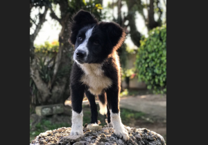 Morador de Palmeira faz doação de seu cão para treinamento de resgate de bombeiros