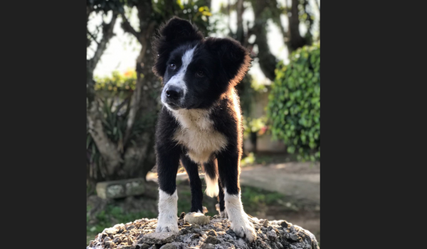 Morador de Palmeira faz doação de seu cão para treinamento de resgate de bombeiros