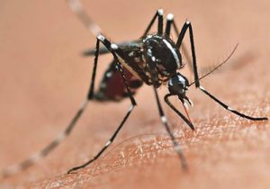 Palmeira tem quatro casos de dengue e mais 34 em investigação
