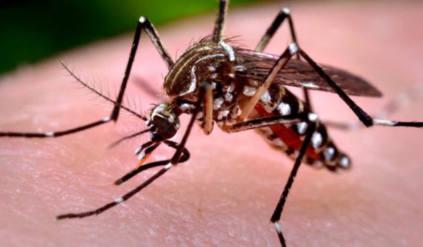 Porto Amazonas agora aceita denúncia contra dengue no Whatsapp