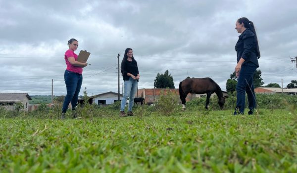 Prefeitura está realizando cadastramento com chip em cavalos na área urbana