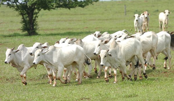 Médico Veterinário da Adapar, comenta sobre o caso de raiva bovina em Palmeira