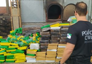 Polícia Civil de Palmeira incinera quase 1 tonelada de drogas em operação conjunta